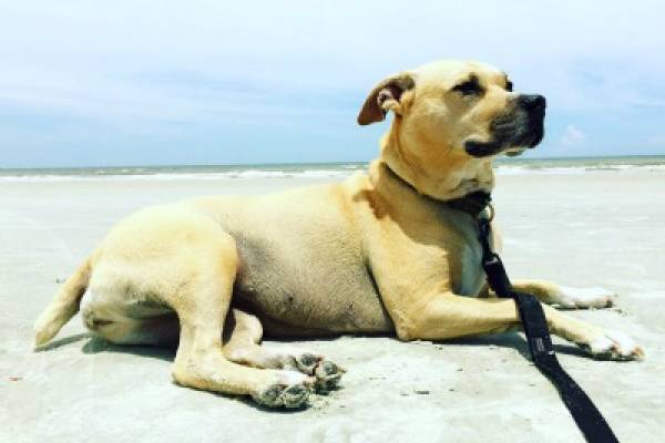 dog on beach