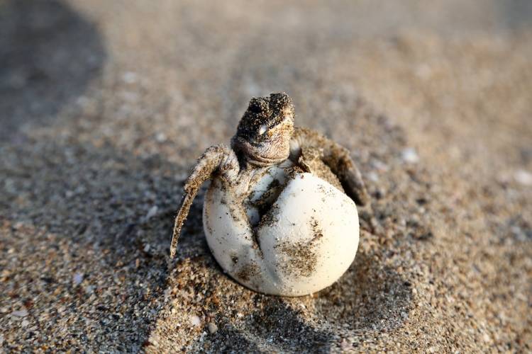 baby sea turtle hatching on beach